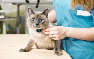 A veterinarian in a blue uniform uses a stethoscope to examine a gray and white cat with blue eyes on an exam table in a veterinary clinic.