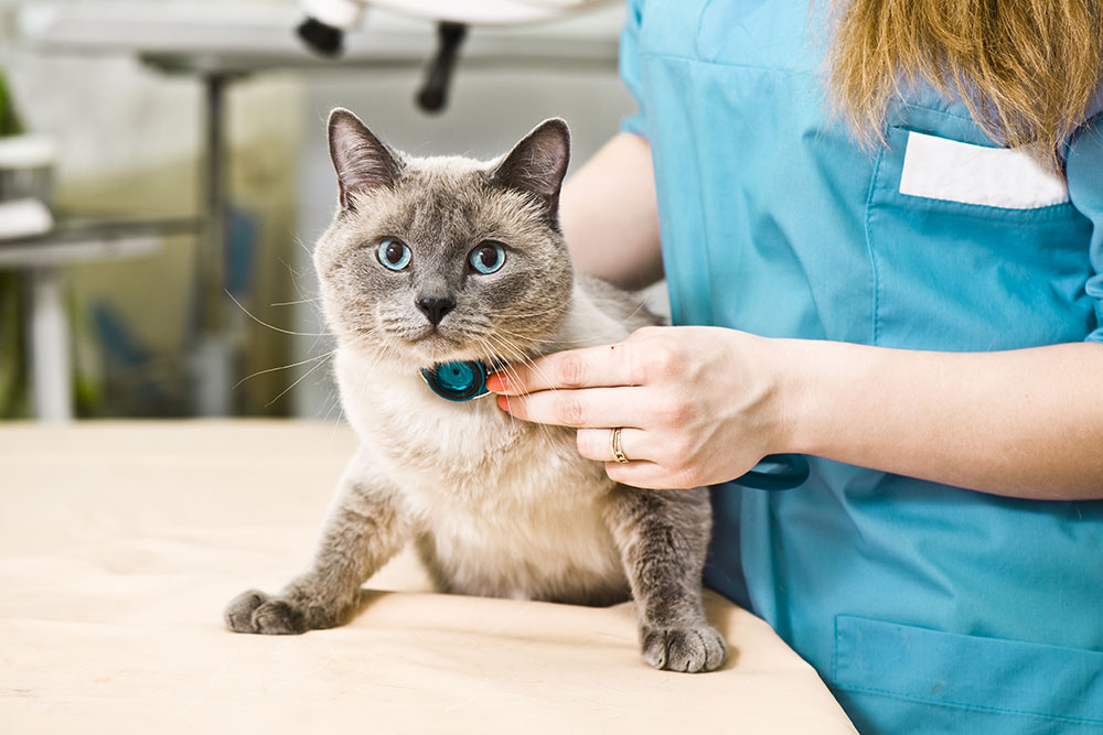 A veterinarian in a blue uniform uses a stethoscope to examine a gray and white cat with blue eyes on an exam table in a veterinary clinic.