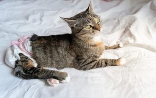 A tabby cat with green eyes lies on a white bed, wearing a diaper. The cat is looking up, and its back legs are stretched out behind it.
