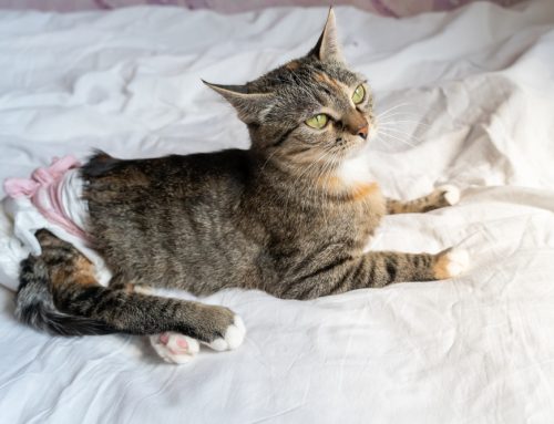 Urinary Blockages in Cats: Symptoms, Causes, and Urgent Care