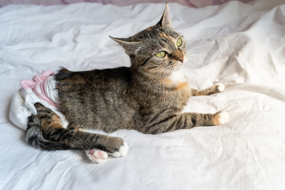 A tabby cat with green eyes lies on a white bed, wearing a diaper. The cat is looking up, and its back legs are stretched out behind it.