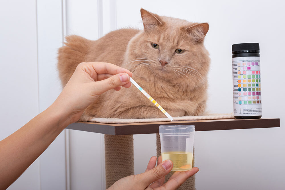 A person holds a urine test strip above a cup of yellow liquid while a fluffy orange cat sits on a platform, watching. A container with color comparison charts is on the platform next to the cat.