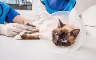 A Siamese cat wearing a protective cone lies on an exam table as two veterinarians in blue uniforms and gloves care for its front paw. The cat looks alert with bright blue eyes.