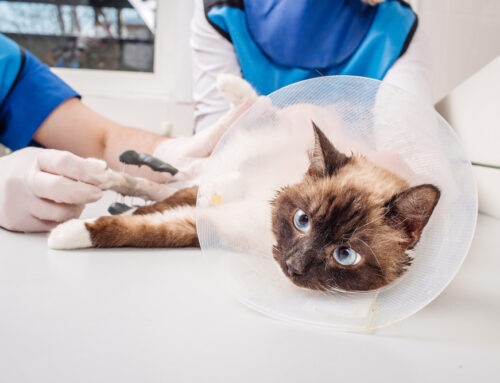 The Most Common Pet Surgeries and What to Expect
