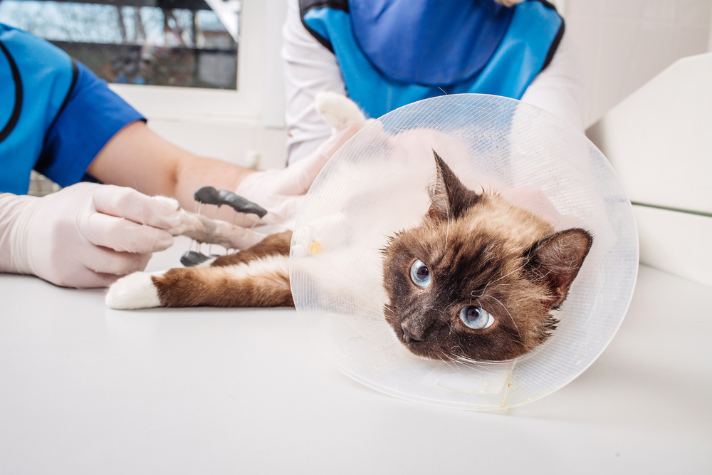A Siamese cat wearing a protective cone lies on an exam table as two veterinarians in blue uniforms and gloves care for its front paw. The cat looks alert with bright blue eyes.