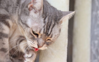 A close-up of a gray tabby cat licking its paw. The cat’s eyes are partially closed, and its pink tongue is visible as it grooms itself. The background is softly blurred.
