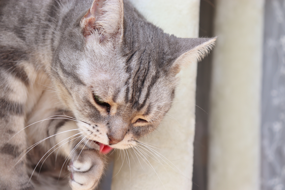 A close-up of a gray tabby cat licking its paw. The cat’s eyes are partially closed, and its pink tongue is visible as it grooms itself. The background is softly blurred.
