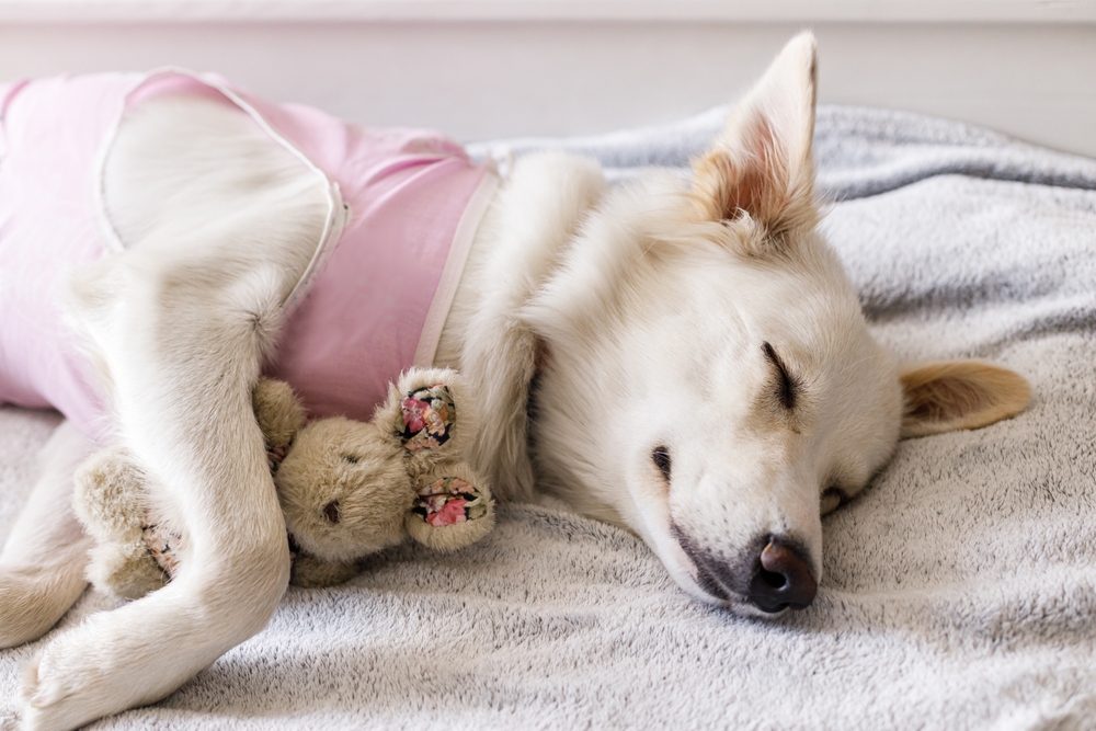 A white dog wearing a pink shirt sleeps peacefully on a soft grey blanket, cuddling a small plush teddy bear with its front paws.