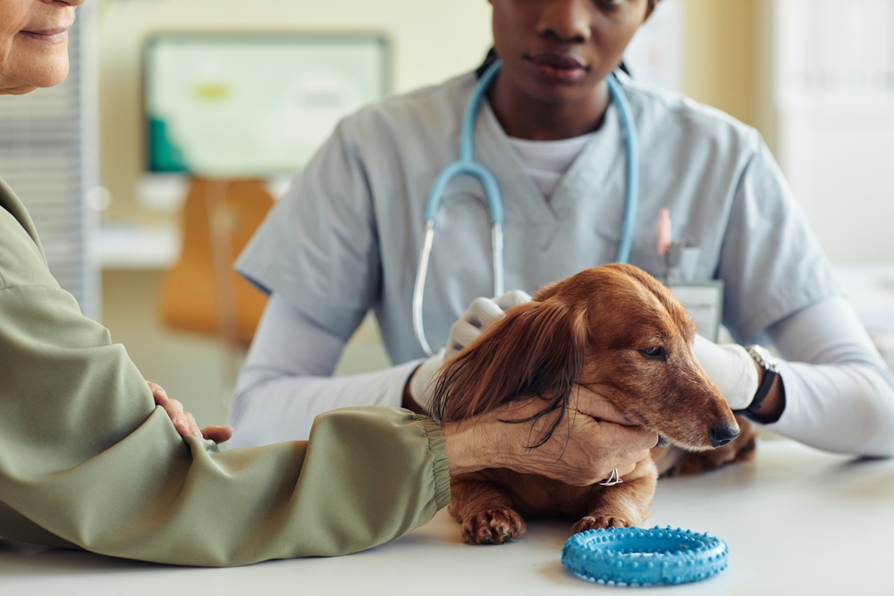 A veterinarian examines a brown dachshund dog on a table, while a person holds the dog's head gently. A blue chew toy lies on the table next to the dog.