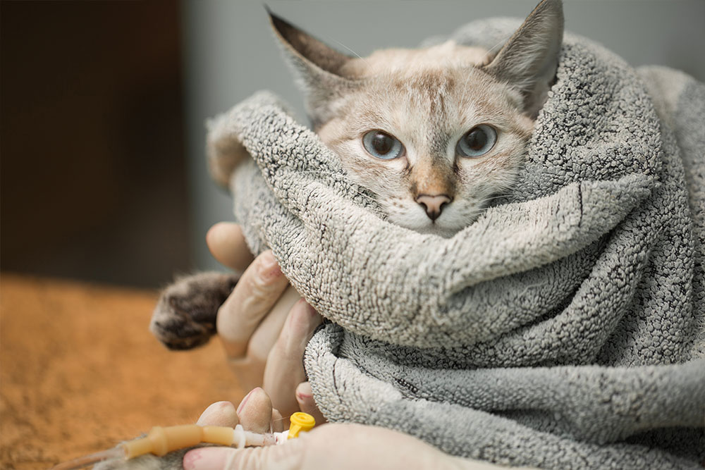 A cat wrapped snugly in a gray towel looks up with wide eyes while a person gently holds its paw, preparing to insert an IV line. The scene suggests the cat is receiving veterinary care.