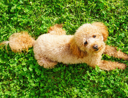 Common Puppy and Kitten Emergencies: Recognizing and Handling Urgent Issues