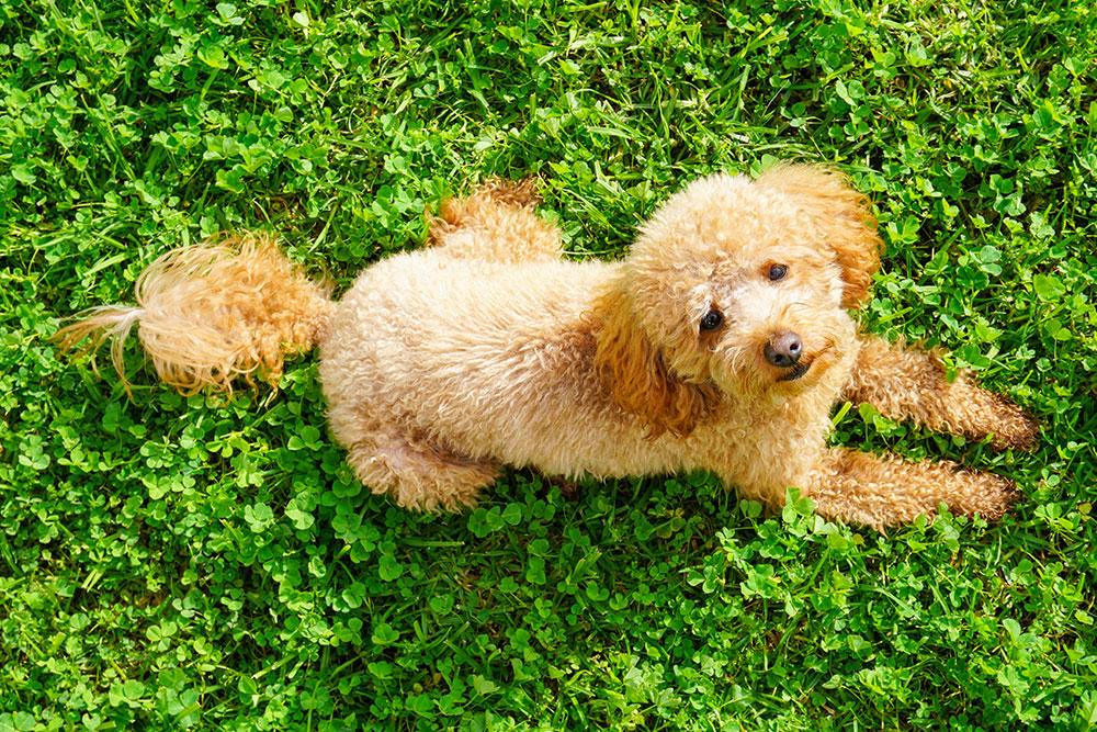 A curly-haired light brown dog is lying on green grass, looking up toward the camera with a friendly expression.