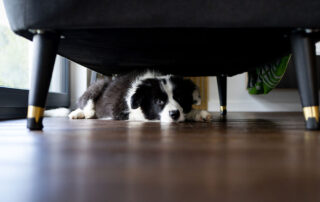 A black and white puppy lies under a dark sofa on a wooden floor, peeking out with only its head and front paws visible.
