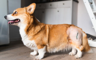 A brown and white corgi stands indoors on a wooden floor with a shaved area and a surgical scar on its back leg, indicating recent surgery. The dog looks alert and is panting slightly.