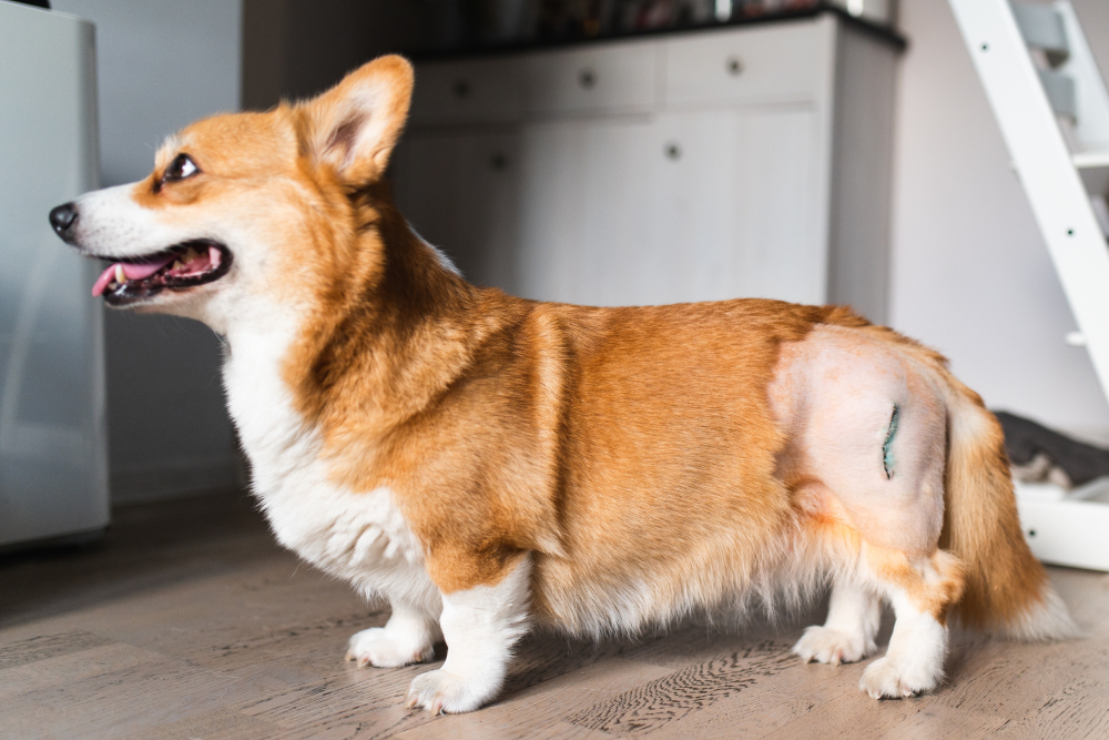 A brown and white corgi stands indoors on a wooden floor with a shaved area and a surgical scar on its back leg, indicating recent surgery. The dog looks alert and is panting slightly.