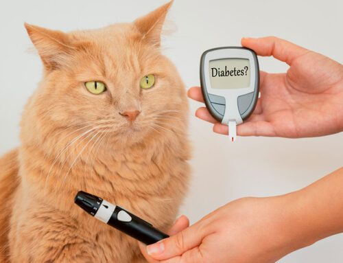 Feline Diabetes: How to Spot and Manage Diabetes in Cats