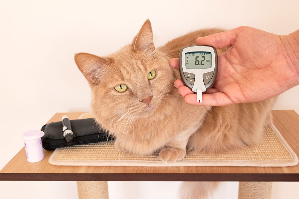A person holds a digital glucose meter showing a reading of 62 near a fluffy orange cat lying on a table with medical supplies, including a pen and a small container, beside it.