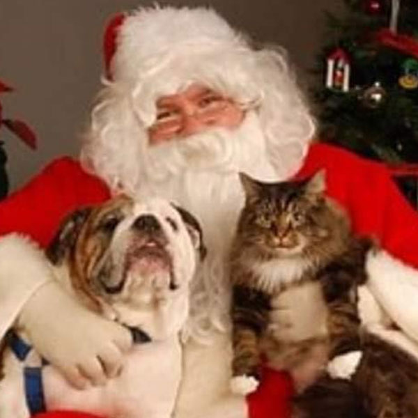 A person dressed as Santa Claus is smiling and holding a bulldog and a fluffy tabby cat, sitting in front of a decorated Christmas tree.