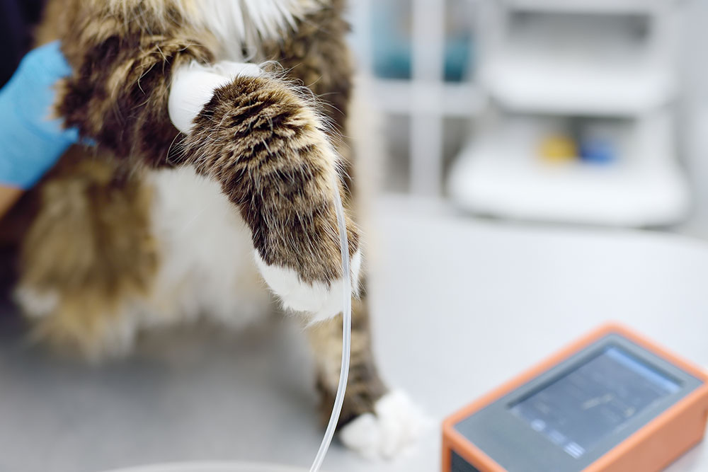 A veterinarian holds a fluffy cat’s paw with an IV catheter inserted, while monitoring equipment sits nearby on a table in a veterinary clinic setting.