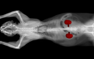X-ray image of an animal, likely a cat or small dog, lying on its back with its front legs raised; the kidneys are highlighted in red within the abdominal area.