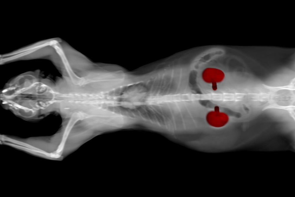 X-ray image of an animal, likely a cat or small dog, lying on its back with its front legs raised; the kidneys are highlighted in red within the abdominal area.