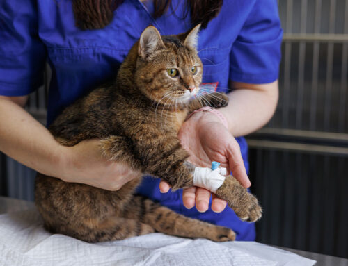 Auto-Immune blood diseases