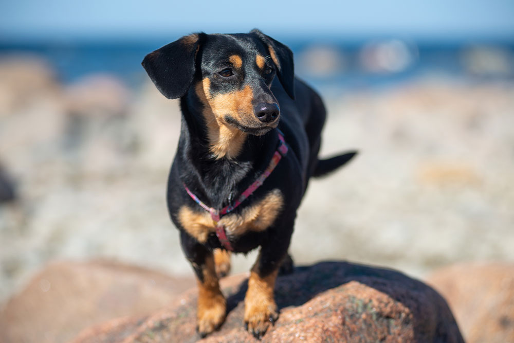 A black and tan dachshund wearing a harness stands on a large rock outdoors, with a blurred background of stones and blue sky.