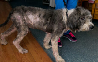 A dog with patchy fur and visible skin irritation stands on a leash indoors; a person in blue pants and pink-accented sneakers is holding the leash.