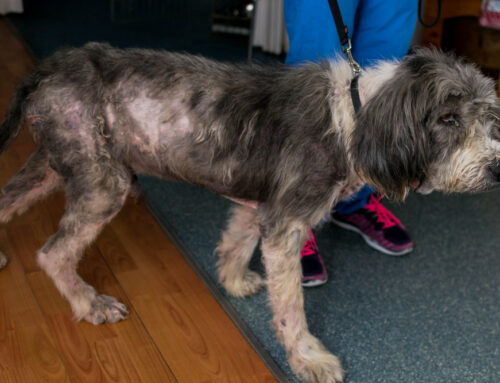 Alopecia in Dogs & Cats: Endocrine vs. Dermatologic Causes