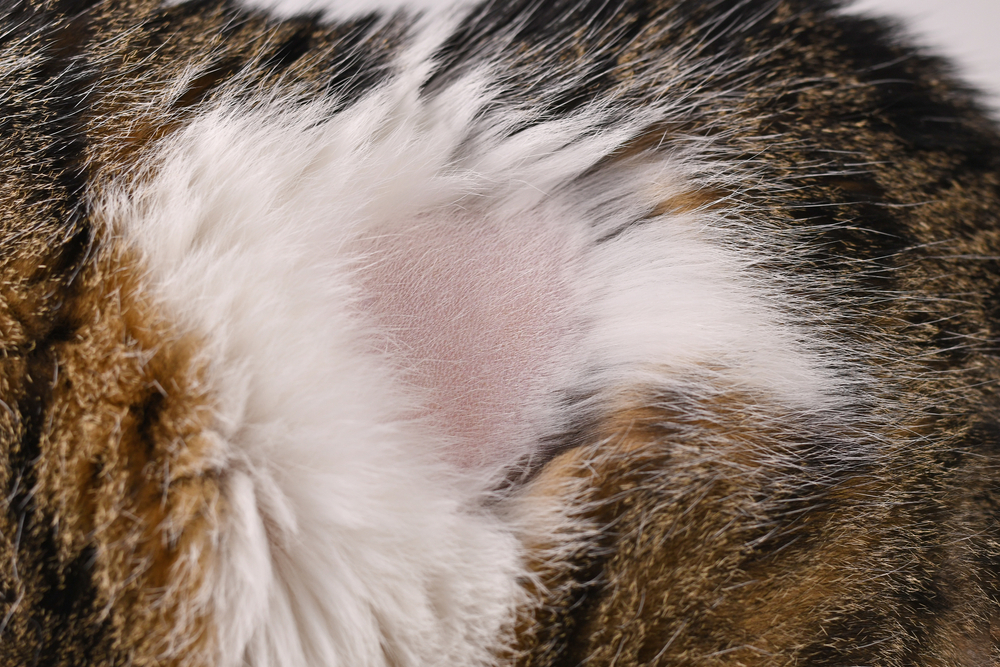 Close-up of a cat’s fur with a noticeable bald patch, revealing pink skin surrounded by brown, black, and white fur.