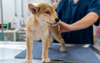 A small brown and white puppy stands on a veterinary exam table while a person in blue scrubs gently holds it, checking its body. The puppy looks to the side with one ear slightly flopped down.