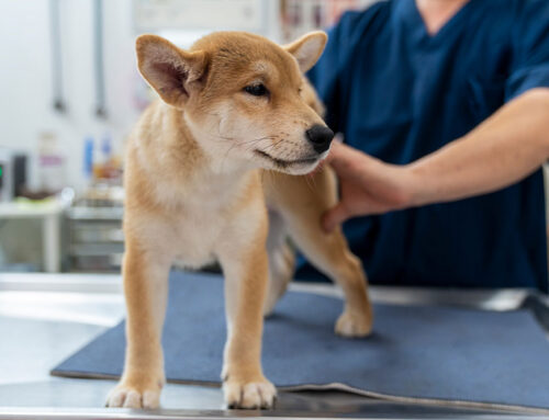 Dog Daycare: What to Ask, Vaccine Requirements, and Safety