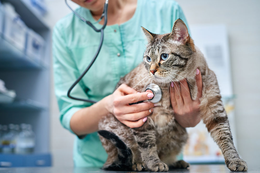 A veterinarian in a teal uniform uses a stethoscope to examine a tabby cat on an exam table in a veterinary clinic. The cat looks alert and is being gently held by the vet.