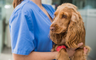 A veterinarian in blue scrubs holds a brown cocker spaniel with a red bandage on its front leg, suggesting the dog is receiving medical care.