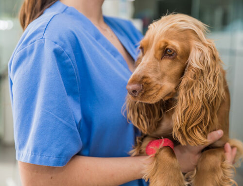 How Much Does Emergency Vet Care Cost?