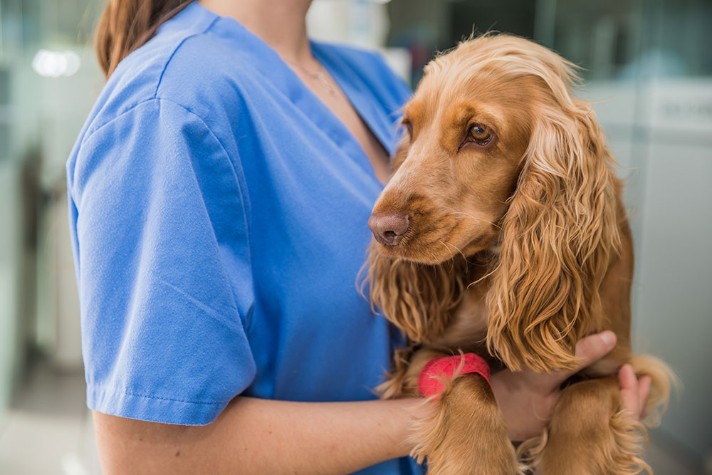 A veterinarian in blue scrubs holds a brown cocker spaniel with a red bandage on its front leg, suggesting the dog is receiving medical care.