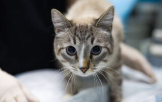 A close-up of a light brown tabby cat with blue eyes looking directly at the camera, while a person wearing white gloves gently holds it from behind.