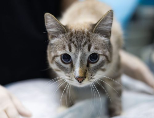 Body Condition Score: How to Score and Why It Matters