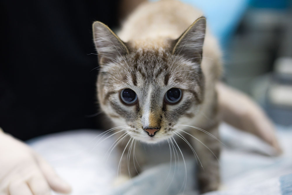 A close-up of a light brown tabby cat with blue eyes looking directly at the camera, while a person wearing white gloves gently holds it from behind.