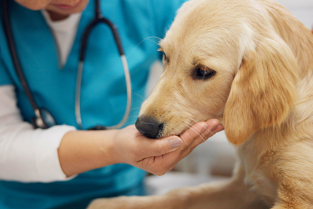 A veterinarian in blue scrubs gently holds a golden retriever puppy's muzzle, comforting the dog during a checkup. A stethoscope hangs around the veterinarian’s neck.