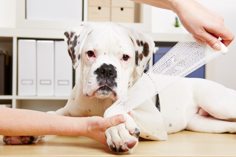 A white dog with black spots lies on a table while a person wraps its front paw with a bandage. The dog looks calm and relaxed, and the scene appears to be in a veterinary clinic or office.