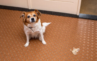 A small brown and white dog sits on a patterned floor, looking up. Nearby, there is a small pile of vomit on the floor. The background shows a closed door.