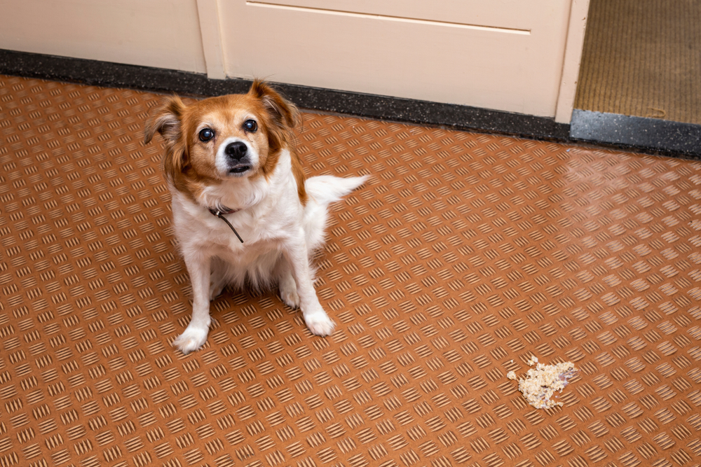 A small brown and white dog sits on a patterned floor, looking up. Nearby, there is a small pile of vomit on the floor. The background shows a closed door.