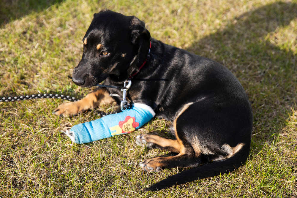 A black and brown dog lies on grass with a blue bandage on its front left leg. The bandage has a yellow cartoon flower on it. The dog is on a leash and looks off to the side.