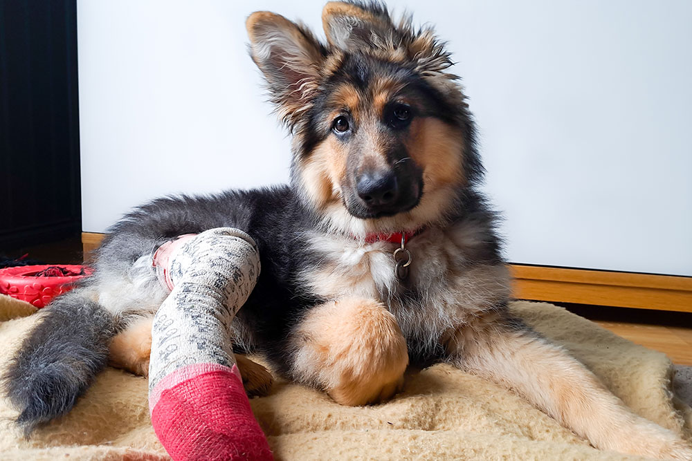 A fluffy German Shepherd puppy with a red and white cast on its hind leg lies on a tan blanket, looking up with one ear perked and the other flopped.