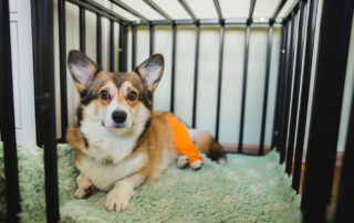 A corgi with an orange bandage on its hind leg lies on a soft green blanket inside a black metal crate, looking calmly at the camera.