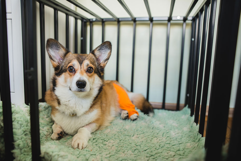 A corgi with an orange bandage on its hind leg lies on a soft green blanket inside a black metal crate, looking calmly at the camera.