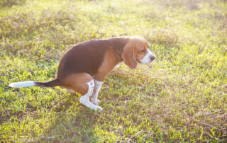 A beagle is squatting and defecating on a sunlit grassy field, with green grass and plants visible in the background.