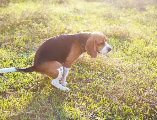 Diarrhea That Won’t Stop: When to Seek Help