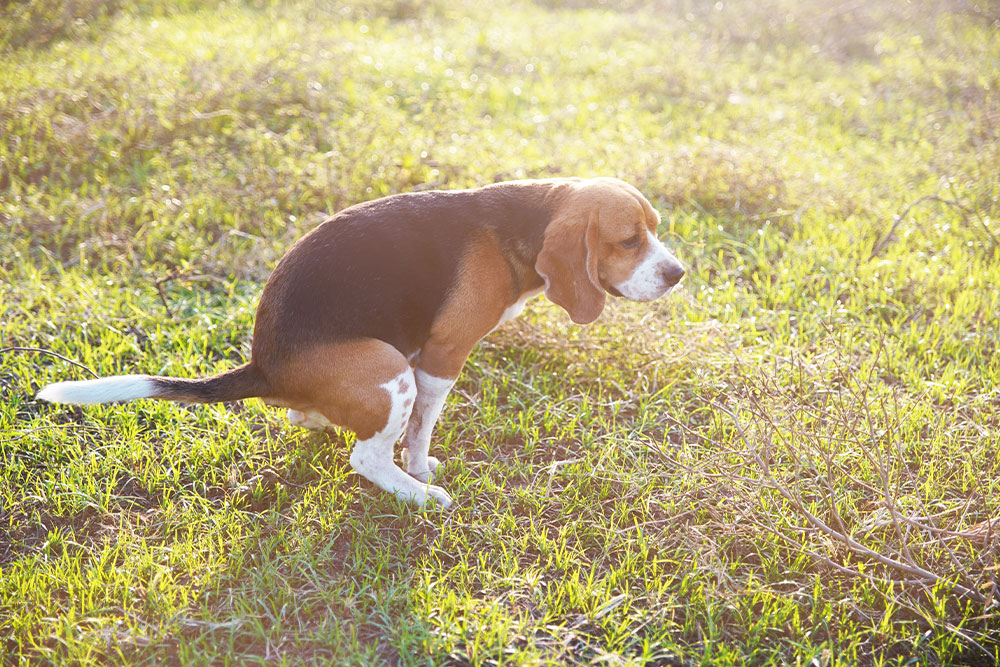 A beagle is squatting and defecating on a sunlit grassy field, with green grass and plants visible in the background.